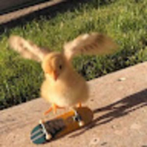 Meet your Posher, Grace